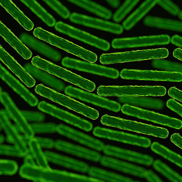 Lactobacillus fermentum